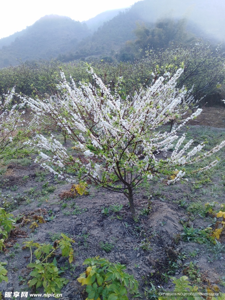 三华李花