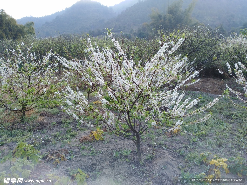 三华李花