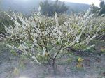 三华李花