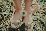 蒲公英