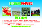 新疆摘棉花