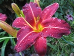 百合花