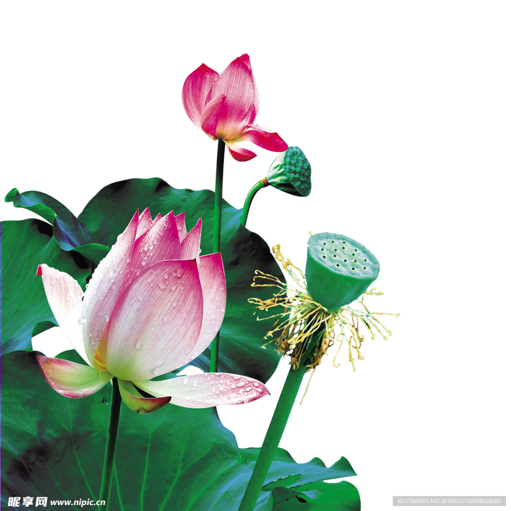 荷花素材