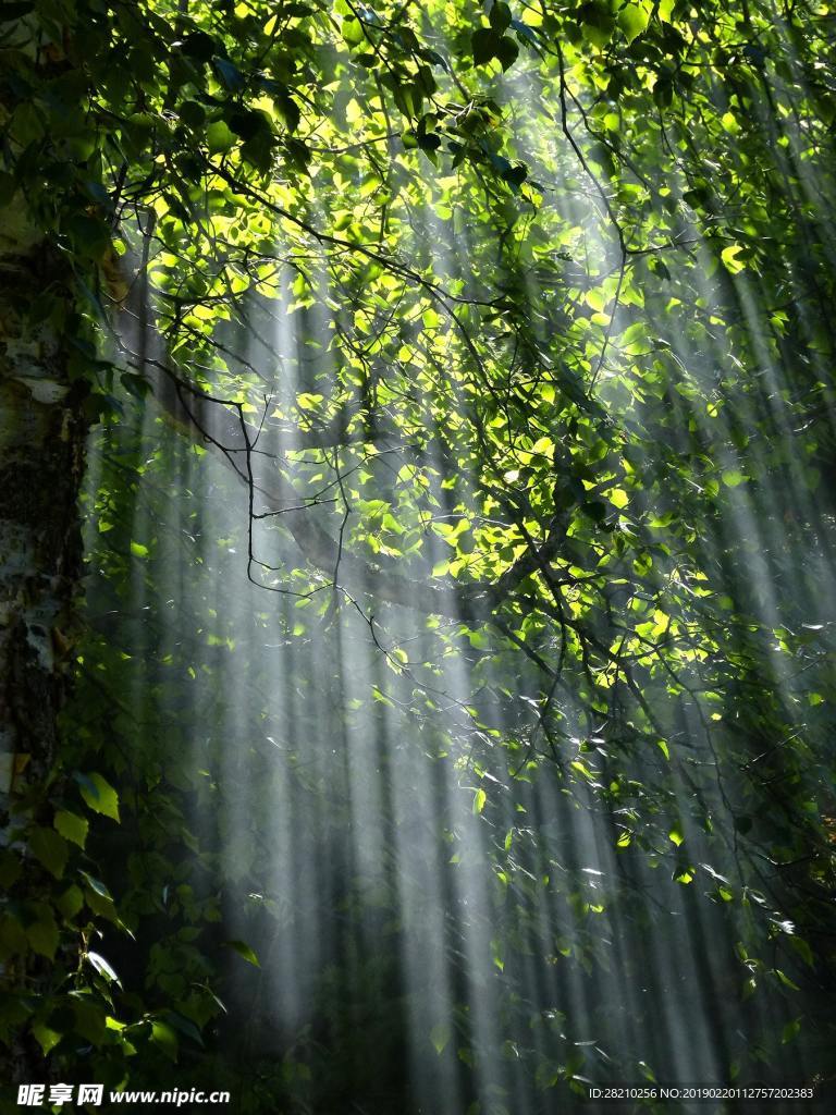 森林光线