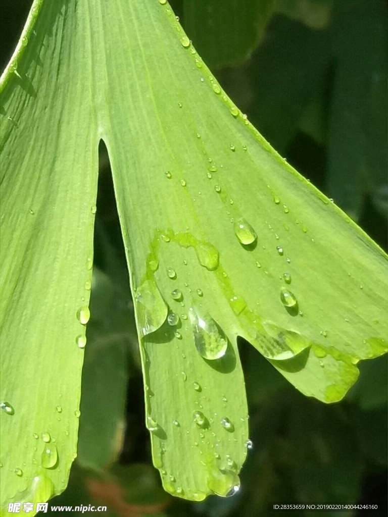 银杏树叶雨水
