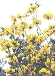 黄花风铃木