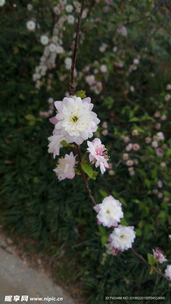 梅花摄影