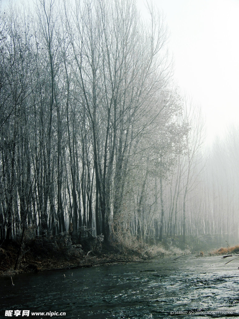 雾凇林