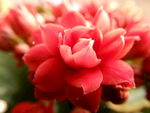 长寿花