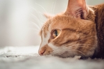 小猫 萌宠 猫猫
