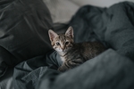 小猫 萌宠