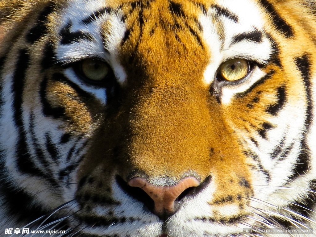 虎