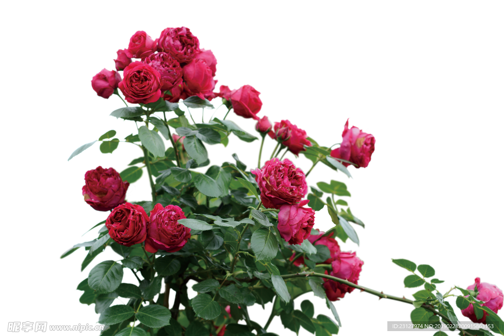 花卉