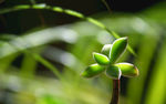 绿色植物图片