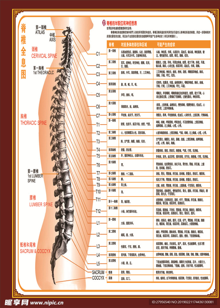 脊柱图