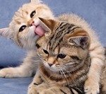猫咪
