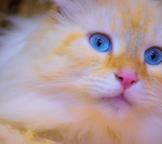 猫咪