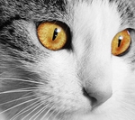 猫咪