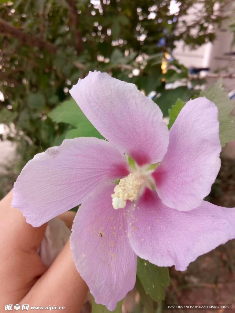 花朵