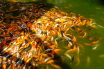 鲤鱼池