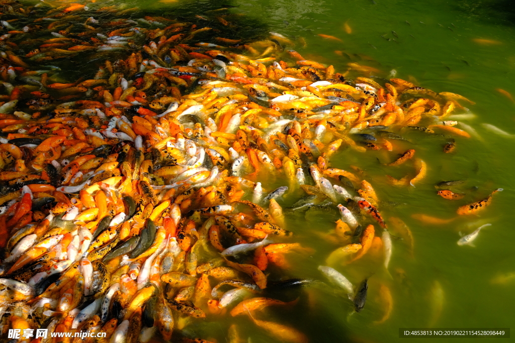 鲤鱼池