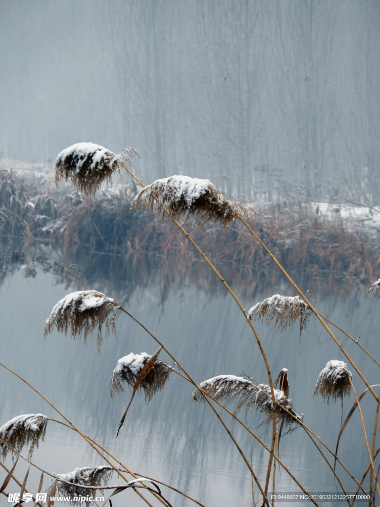 雪中的芦苇