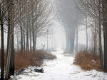 雪雾中的丛林