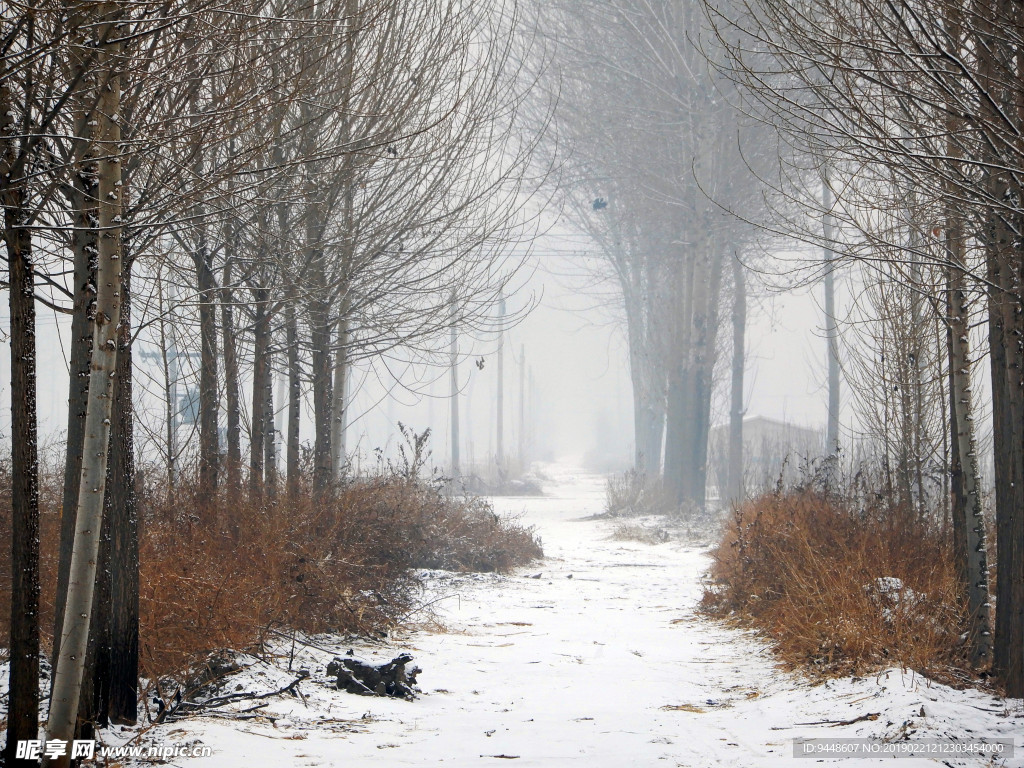 雪雾中的丛林