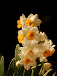 水仙花
