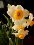 水仙花