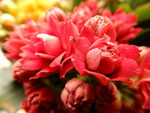 长寿花