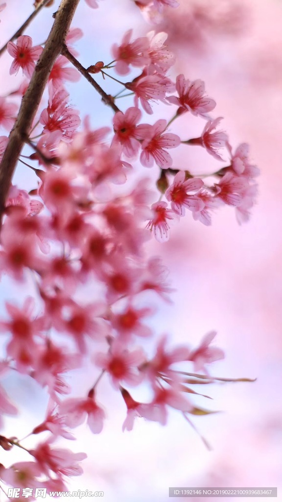 樱花