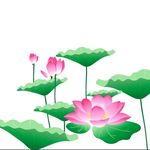 荷花素材