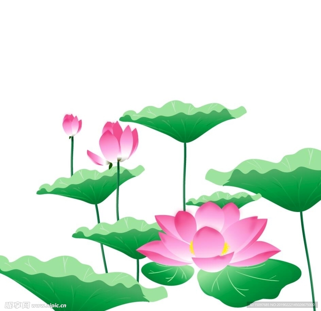 荷花素材