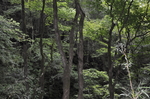 自然风景