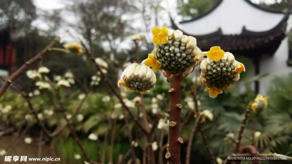 小花