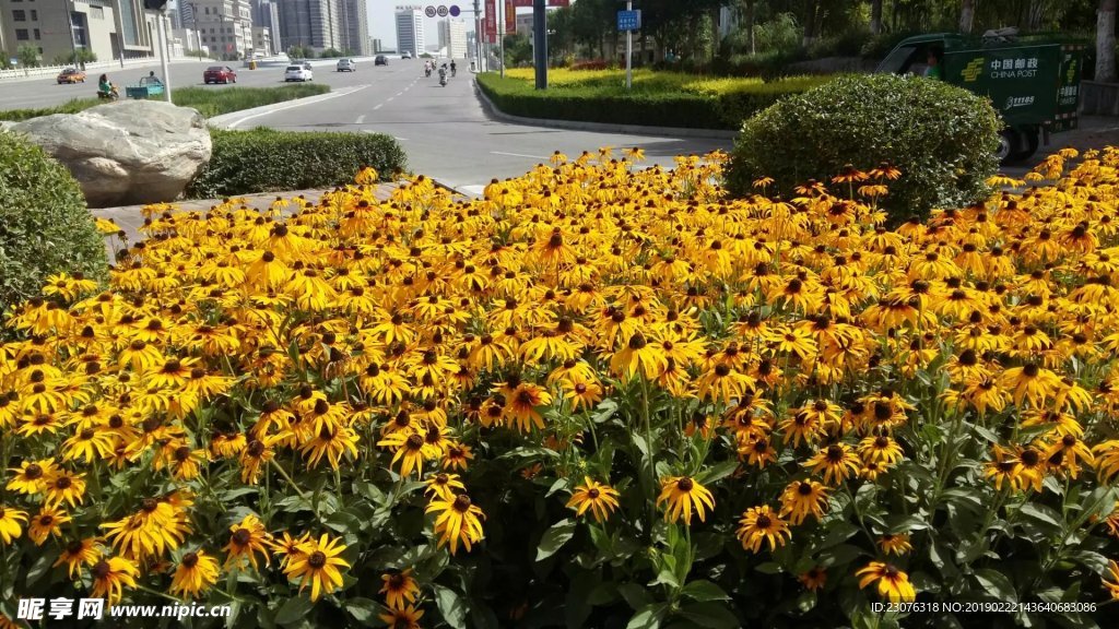 小菊花
