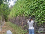 爬山虎
