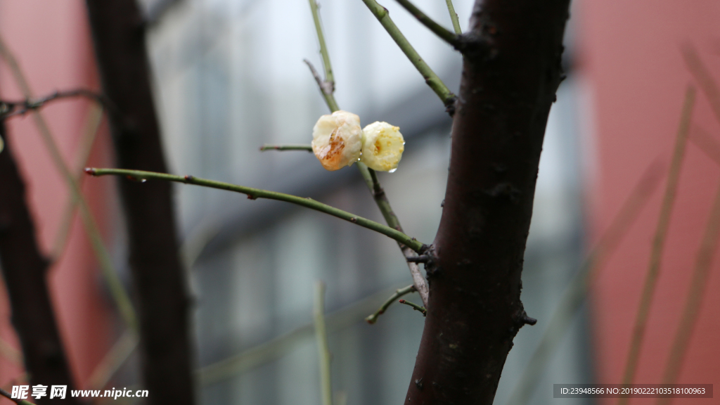 梅花