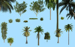 椰子树 植物