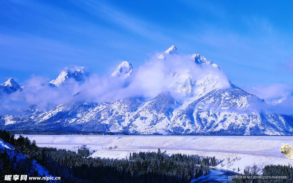 高山下的雪狼图片