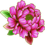 牡丹花