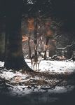 丛林鹿
