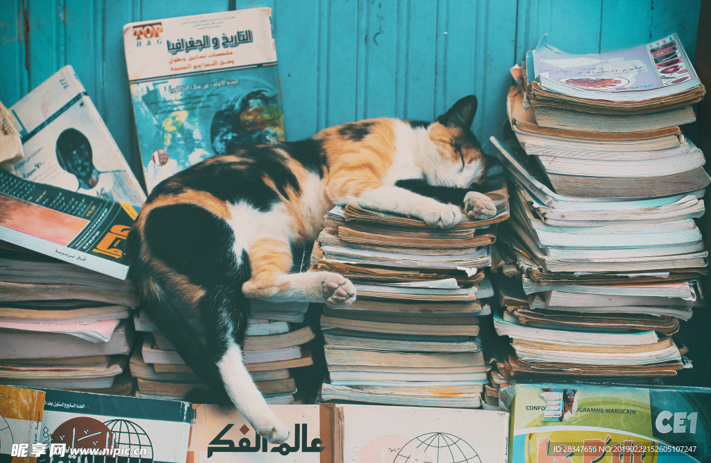 猫咪和书