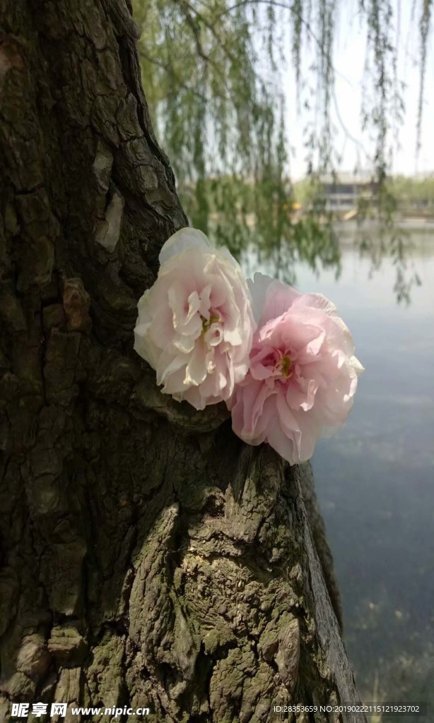 河边花朵