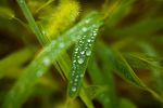 狗尾巴草