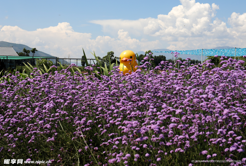 花海