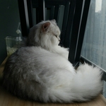 长毛猫