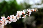 榆叶梅