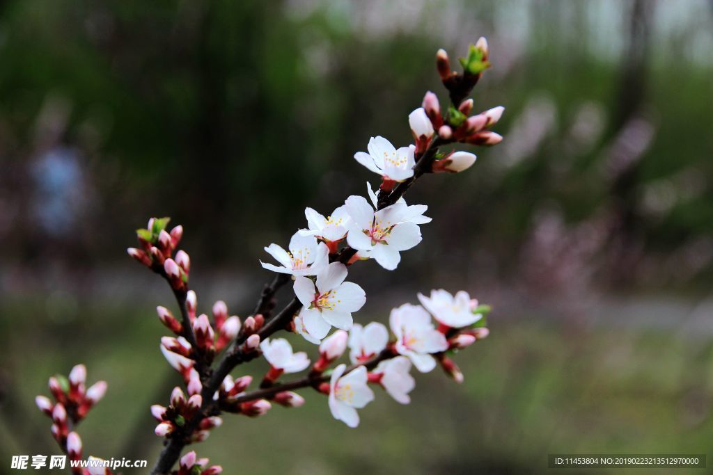 梅花